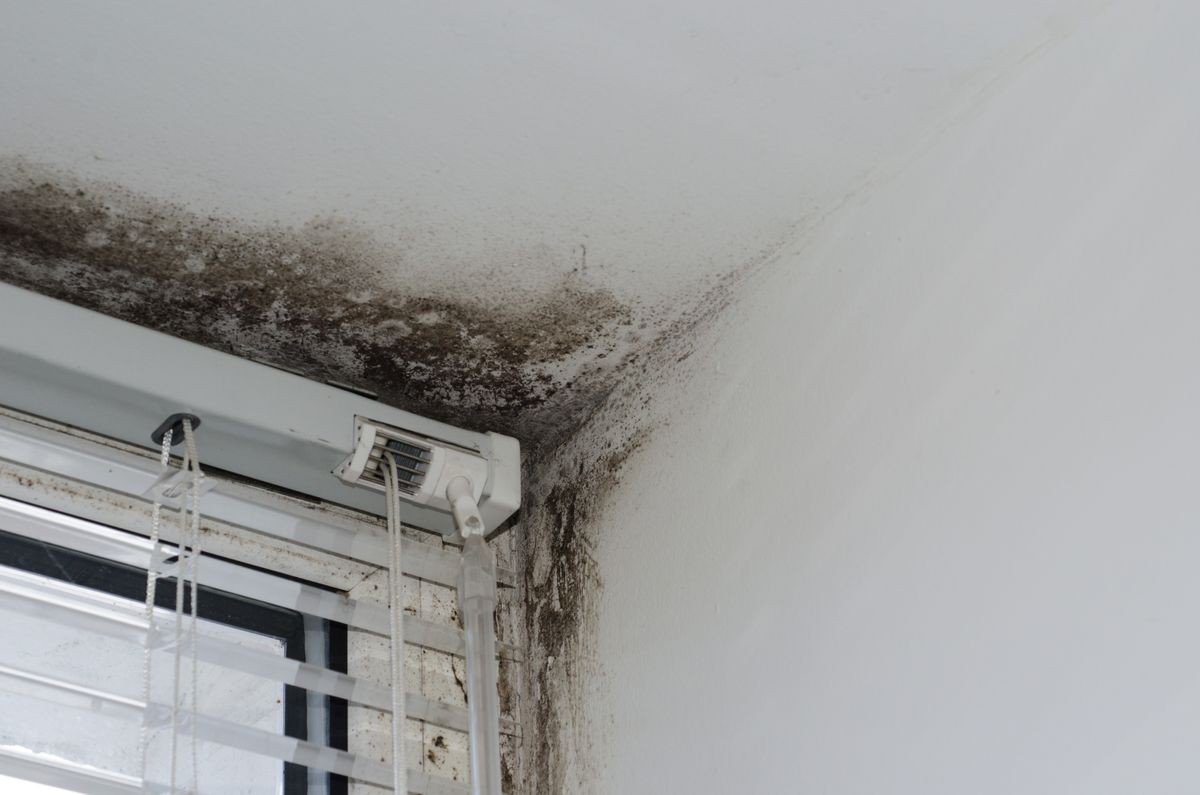 mold fungus on the window